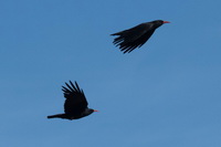 Pyrrhocorax pyrrhocorax